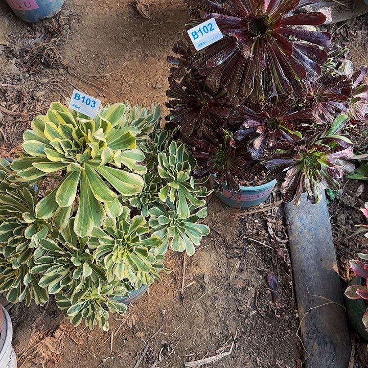 回***忆两棵组合8-29-102偏远不包邮