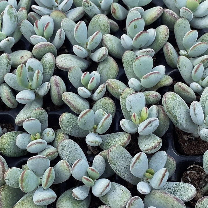 小乒乓1元带土发货