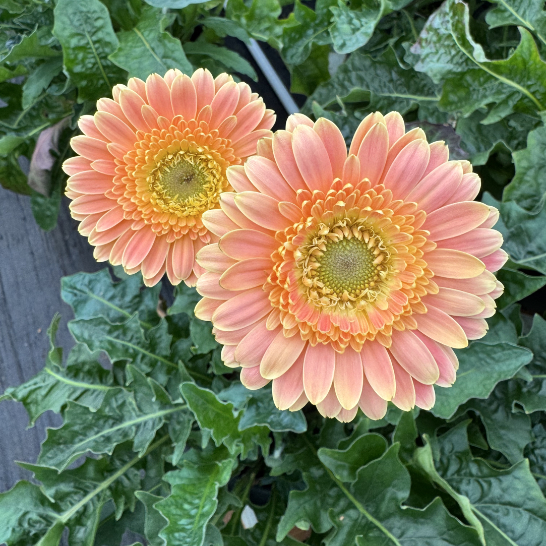 【2加仑艾玛】新品高杆非洲菊扶郎盆栽耐热耐寒阳台庭院易爆花植物