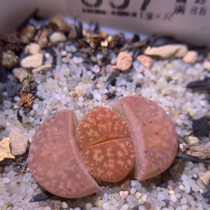 精品生石花218.557