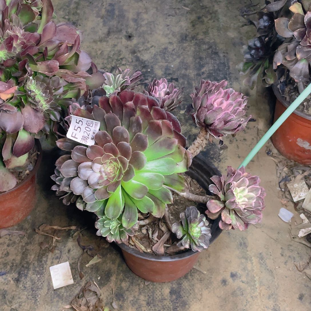 553水墨画多肉法师