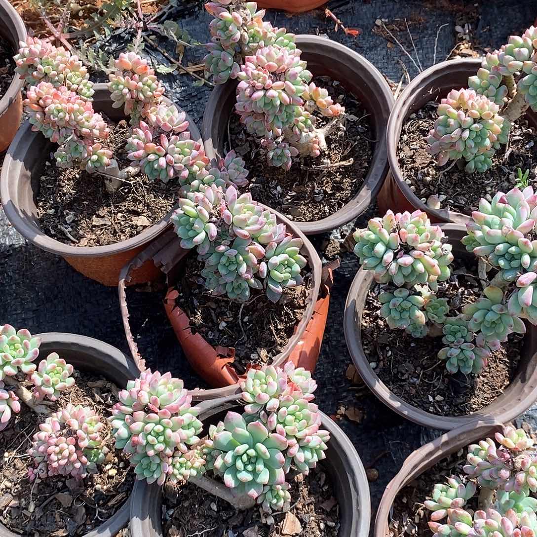 小老桩蓝苹果4颗多肉植物