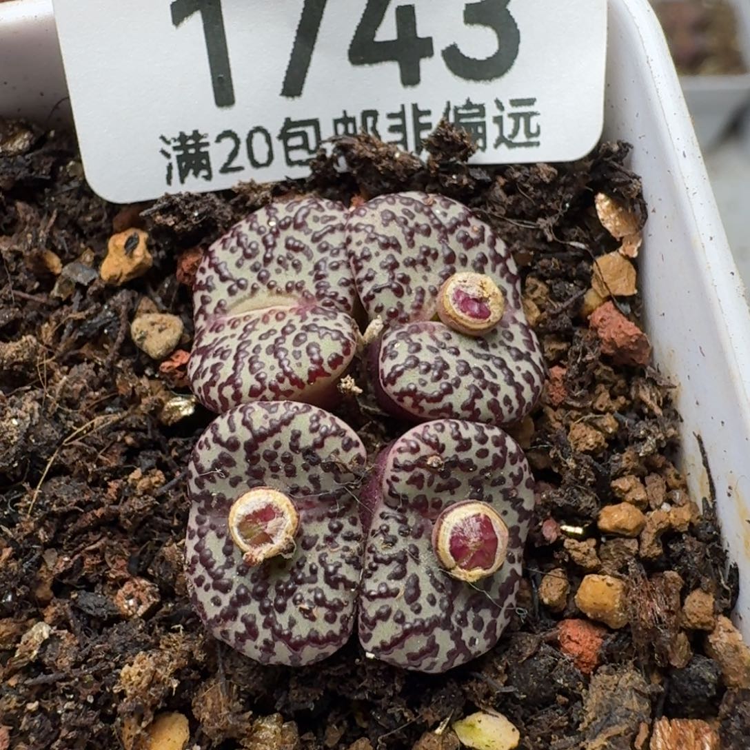 北***舍CKF-2.  脱土。             