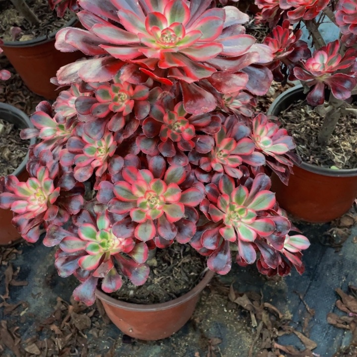 丽娜锦有疤法师15