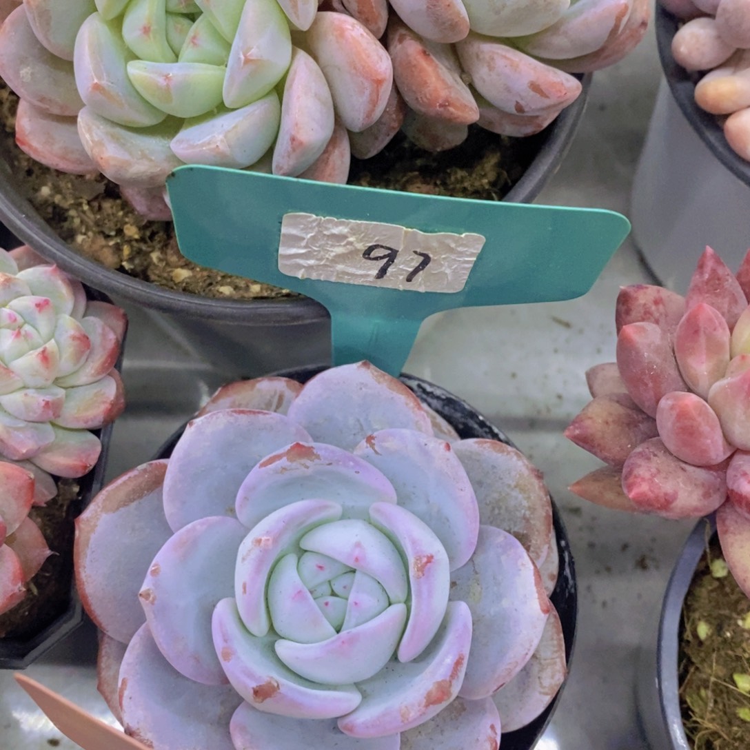 开心多肉，首播福利3