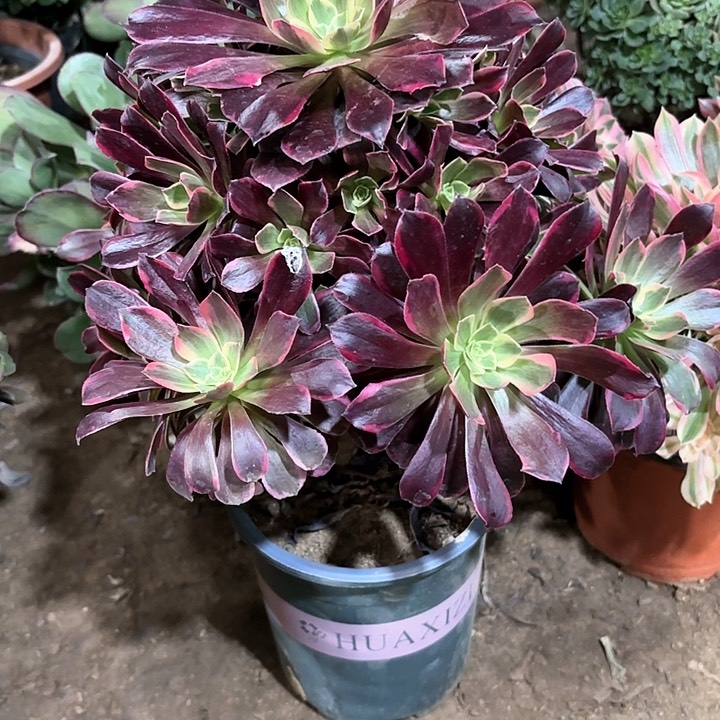 多肉植物金丝雀69