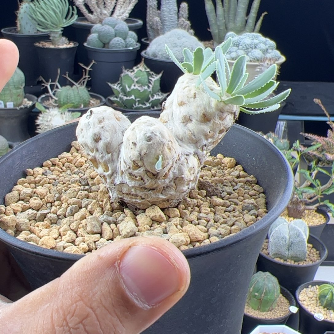 刨花厚敦菊一物一拍