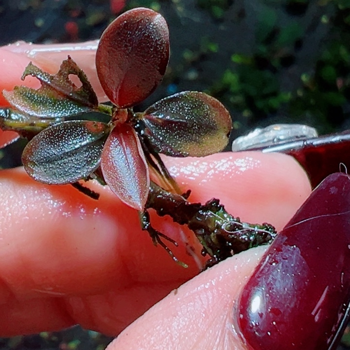 福利31号福利价植物一头
