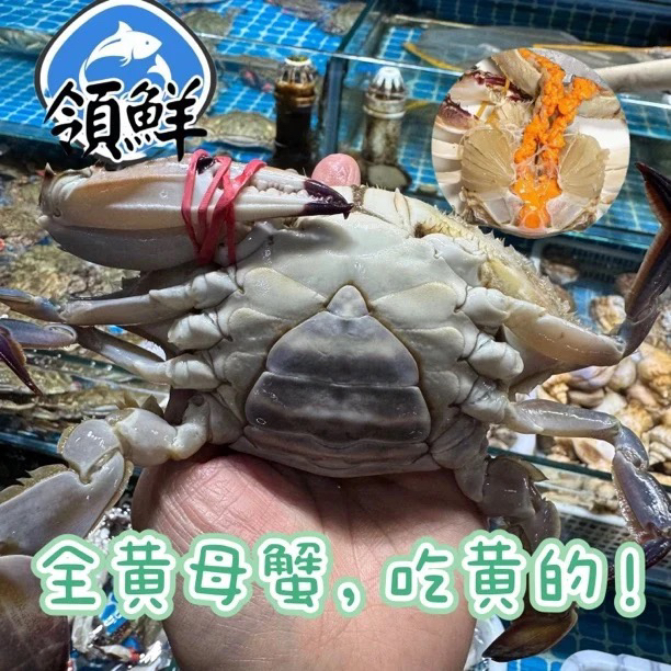 鲜活吃黄丹东中大掉腿梭子蟹（多种规格可选）