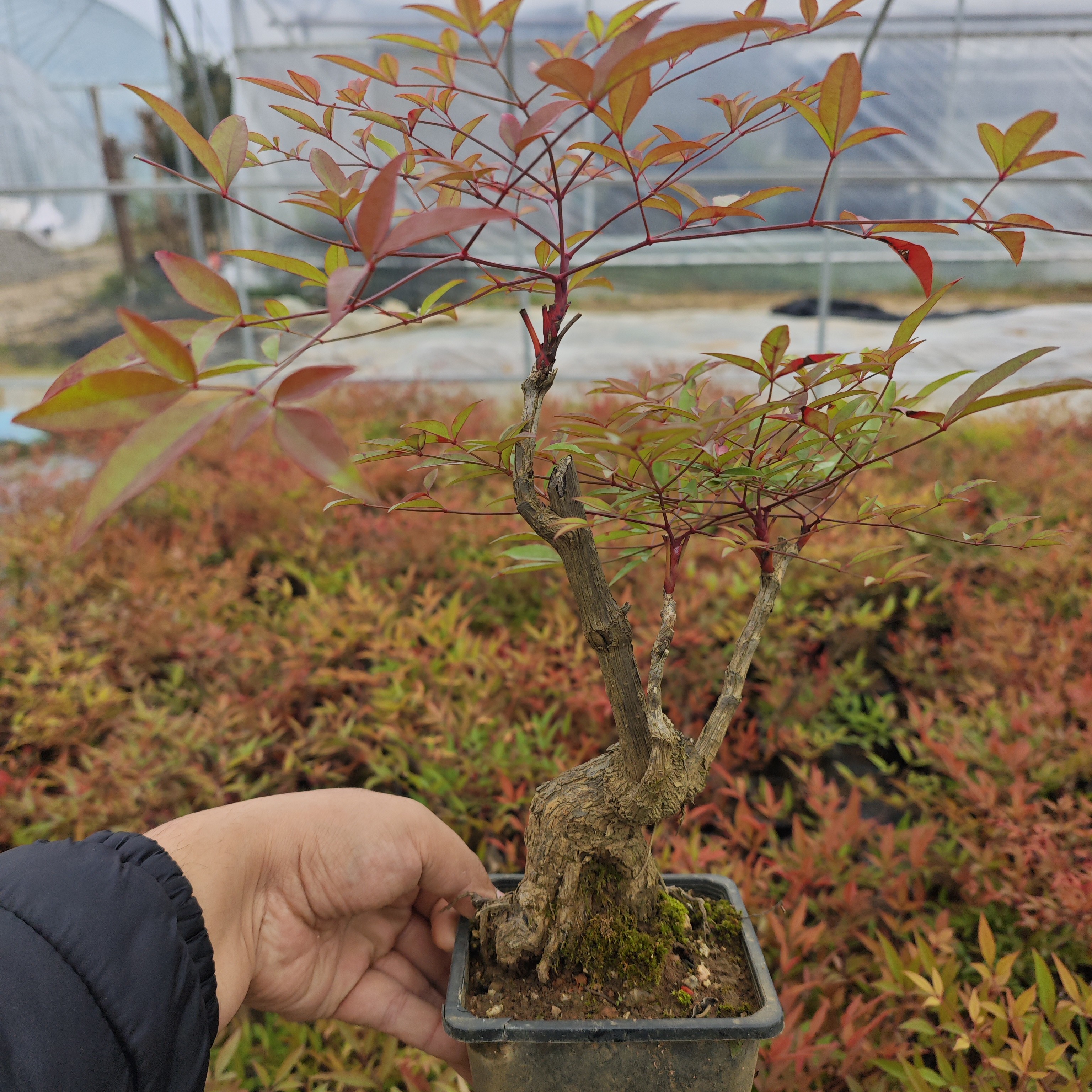 南天竹微盆景造型老桩