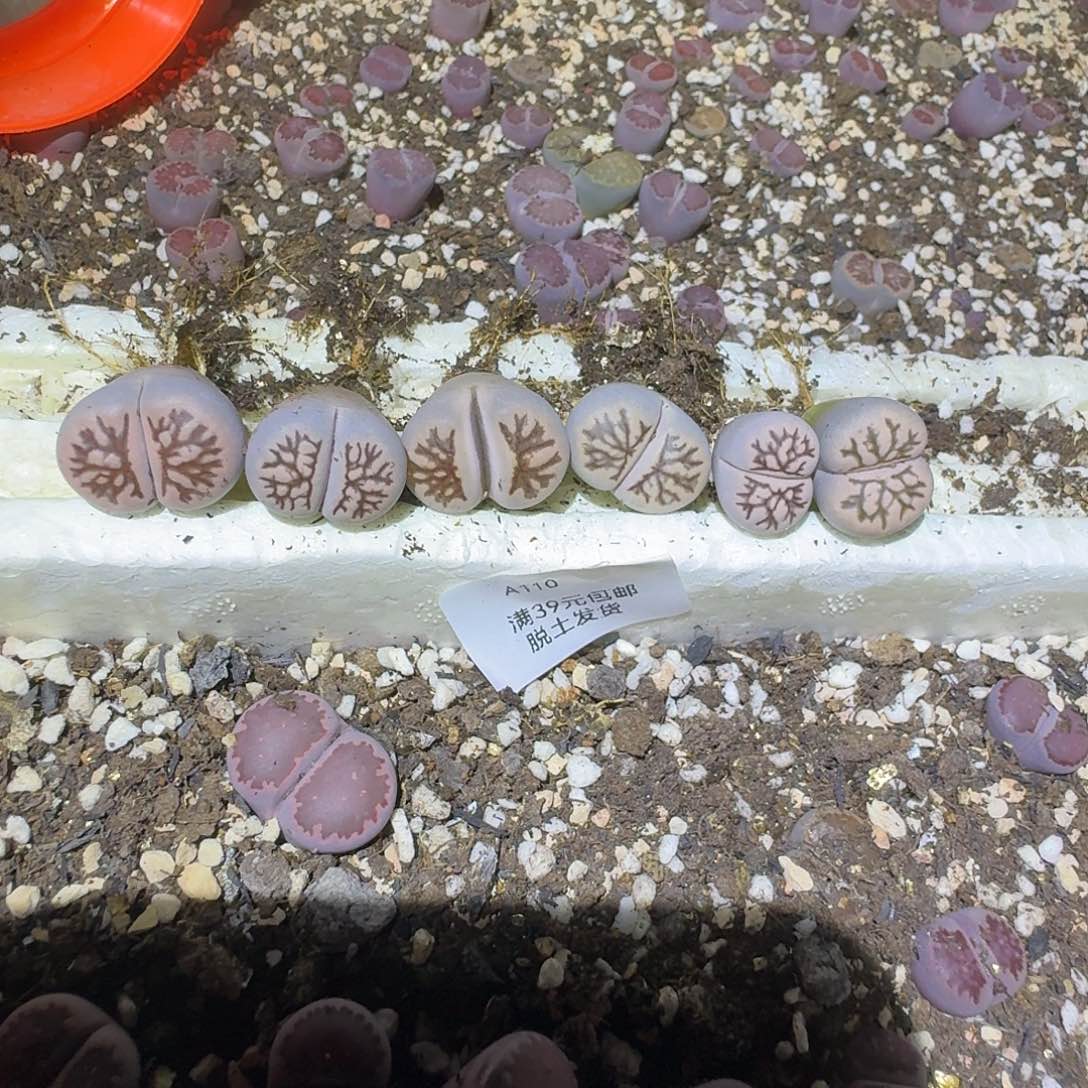 暖***W110多肉哈哈哈哈哈哈