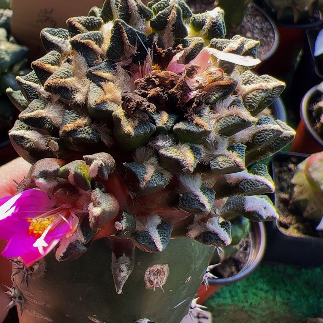 无花朵黑牡丹带个侧芽606