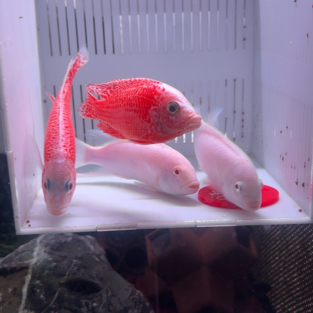 低****慈鲷鱼直播40号4条2快递