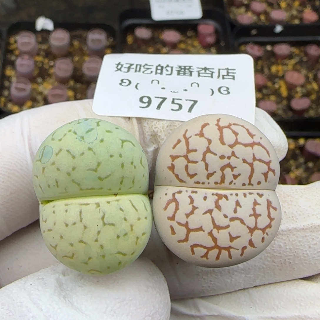 9757。默认脱土。18包邮。偏远88包邮