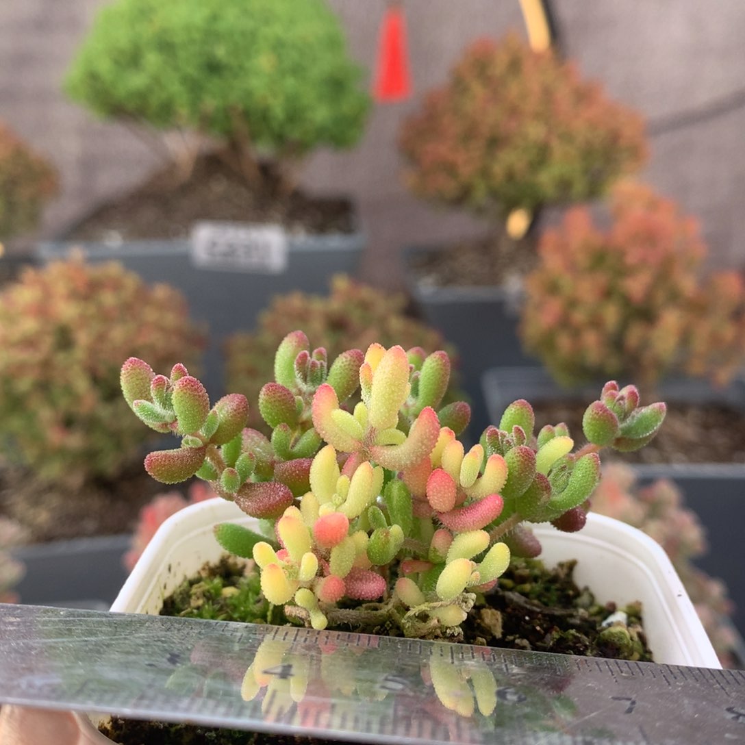 c252红宝石锦枝干番杏