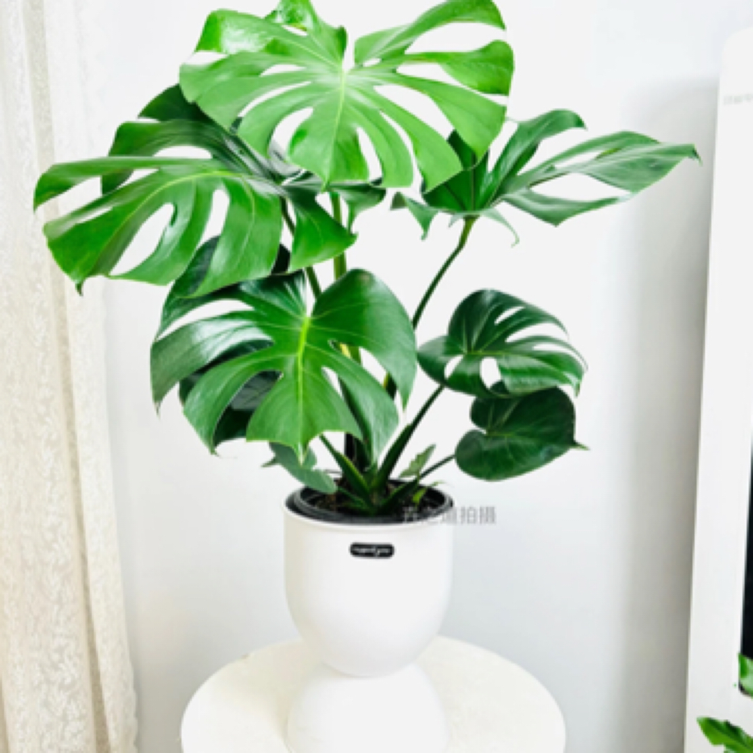 龟背竹大叶开背盆栽室内客厅绿植土培水培四季常青净化空气