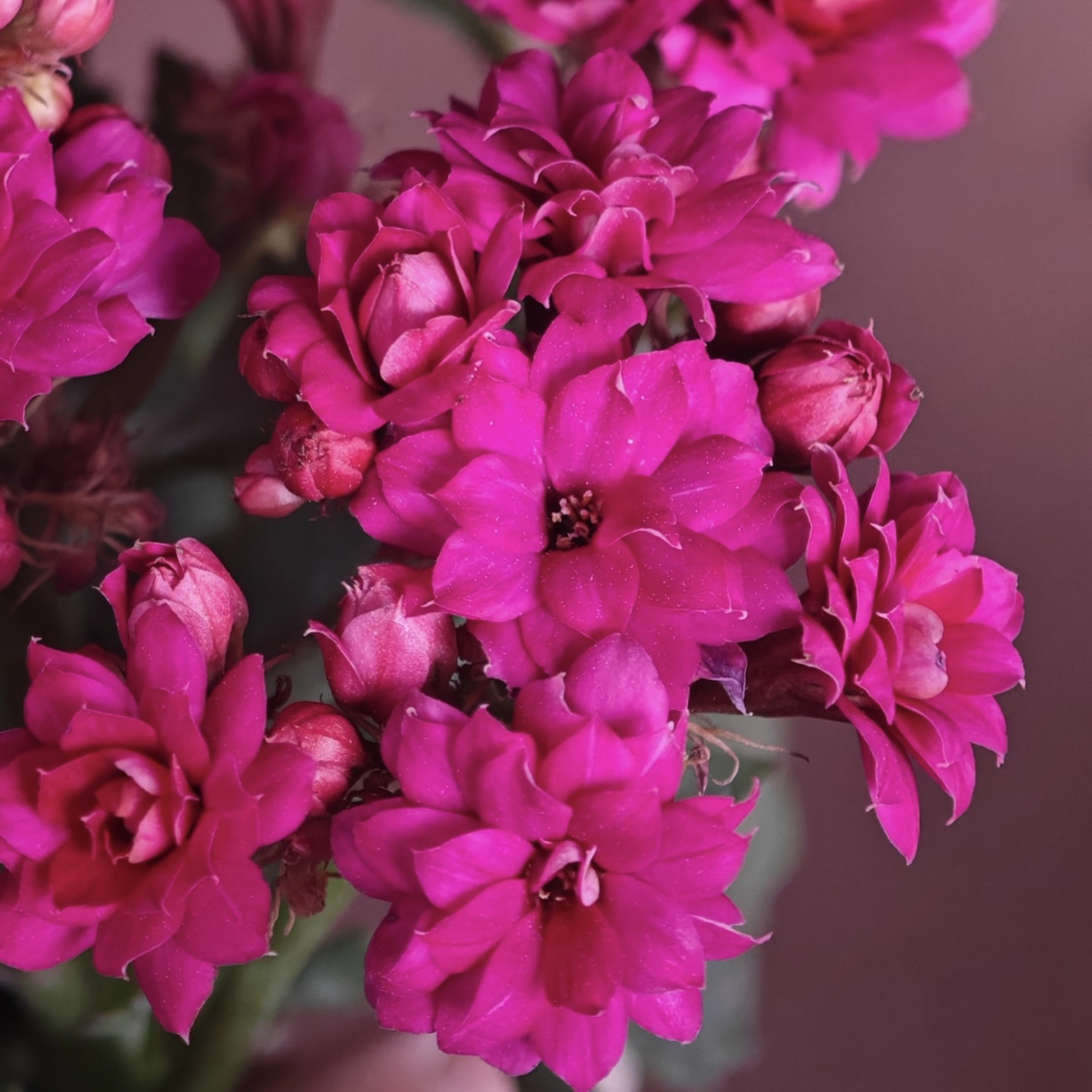 紫珍珠长寿盆栽花卉庭院阳台新手易养护忌积水