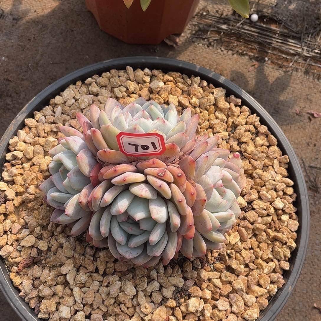 701橙子一物一拍多肉