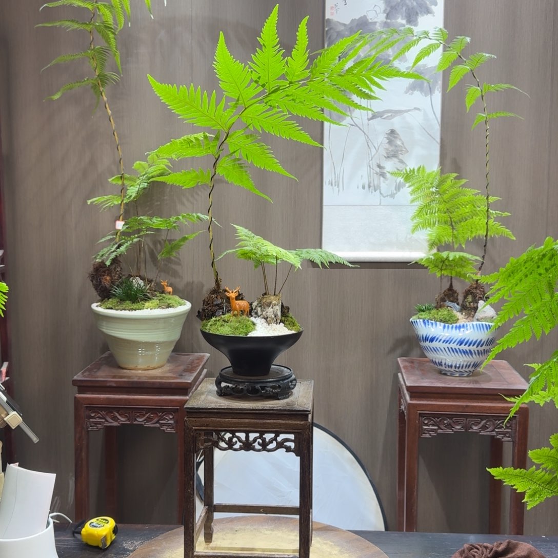 婉***卿无花朵蕨类植物一物一拍