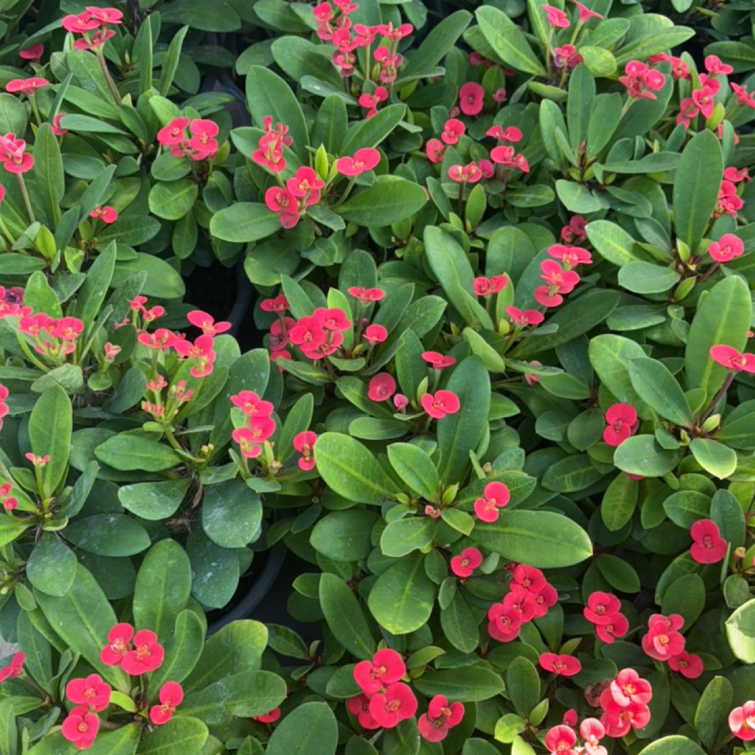 四季开花虎刺梅盆栽好养易活室内外观赏花卉绿植