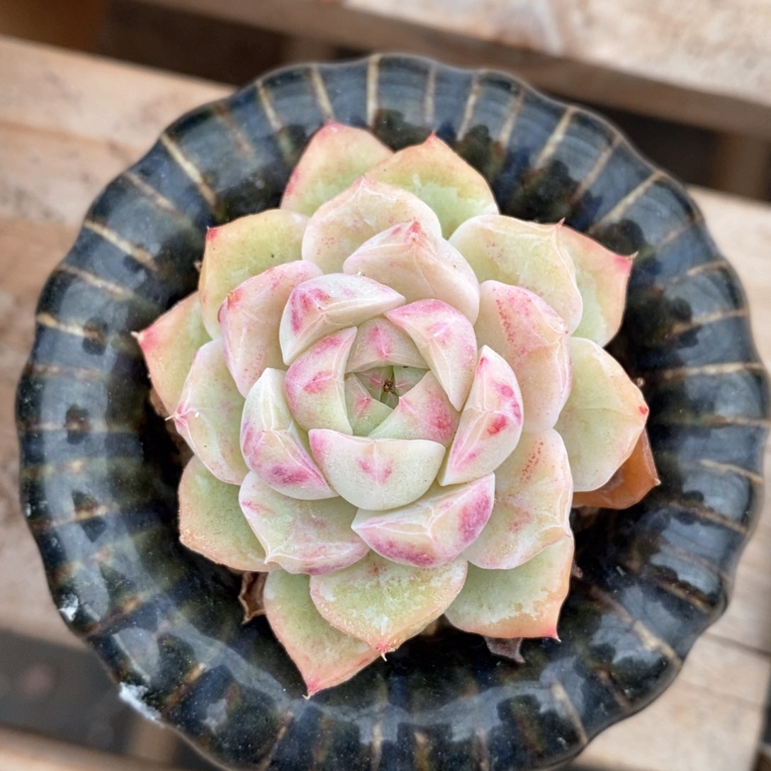 精品多肉一物一拍82