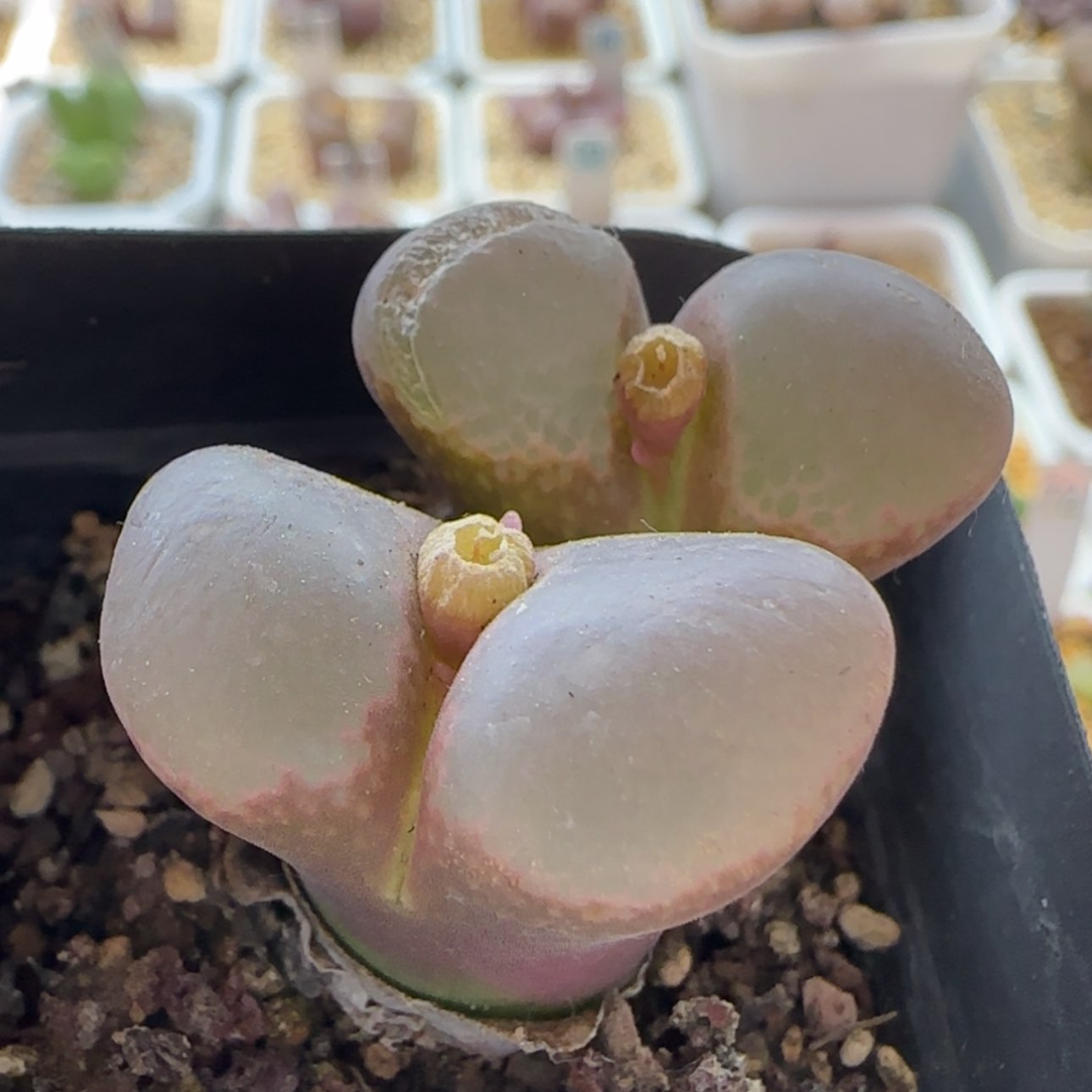 【闪购商品】7️⃣0295    