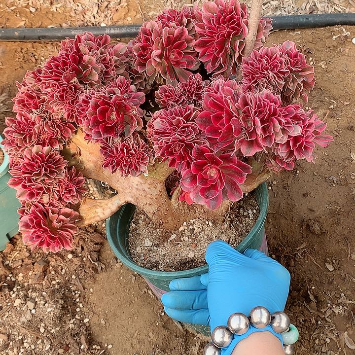 女巫朵朵脱土发货啊