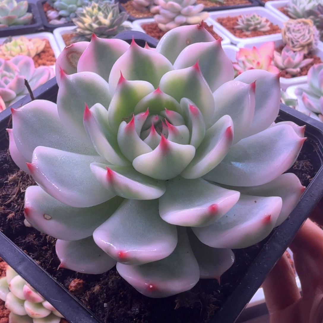 吉娃娃锦 多肉植物10