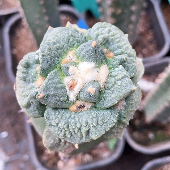 怒涛仙人球5.5公分168