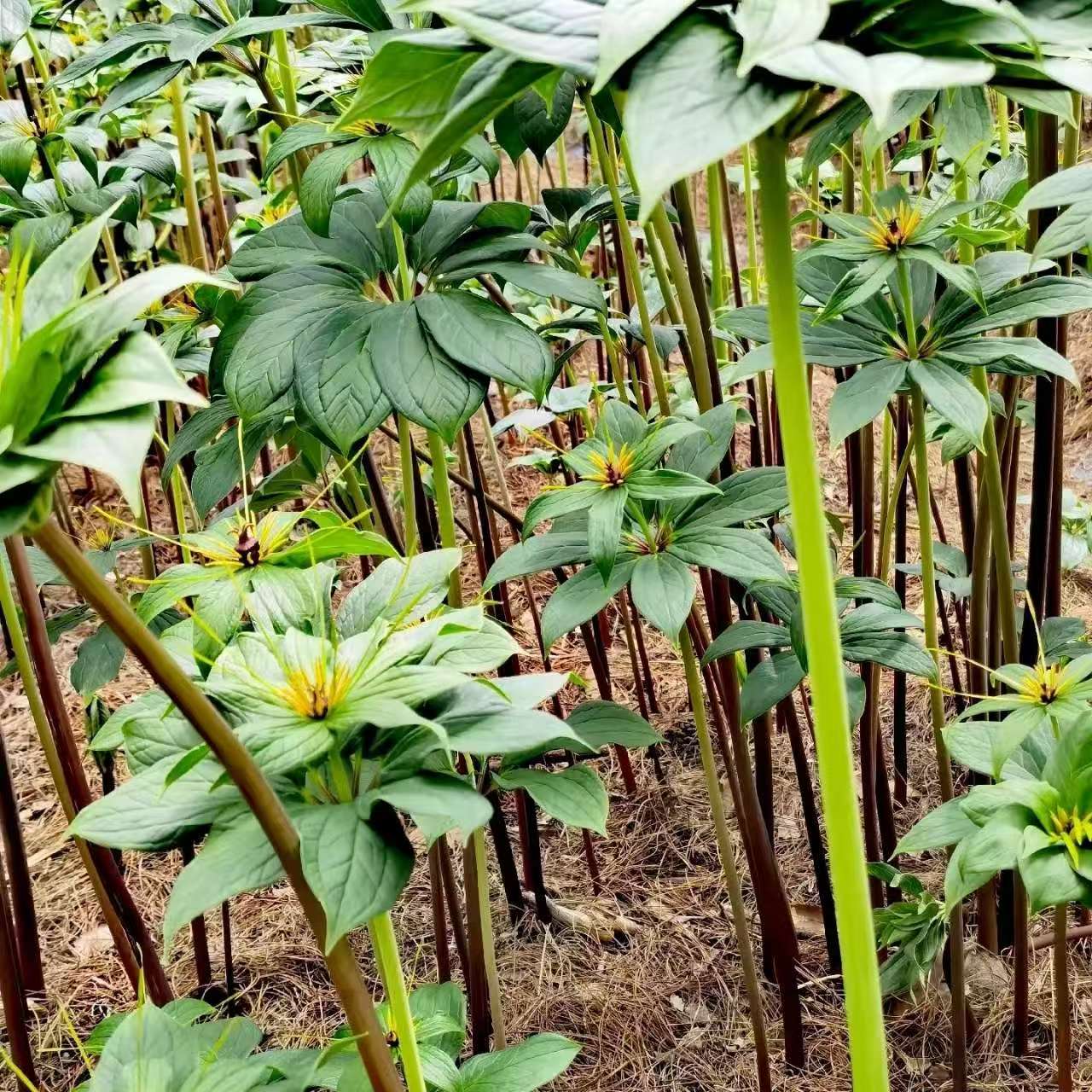 云南保山滇黑重楼七叶一枝花紫河车高杆单芽好活一年生长发芽快