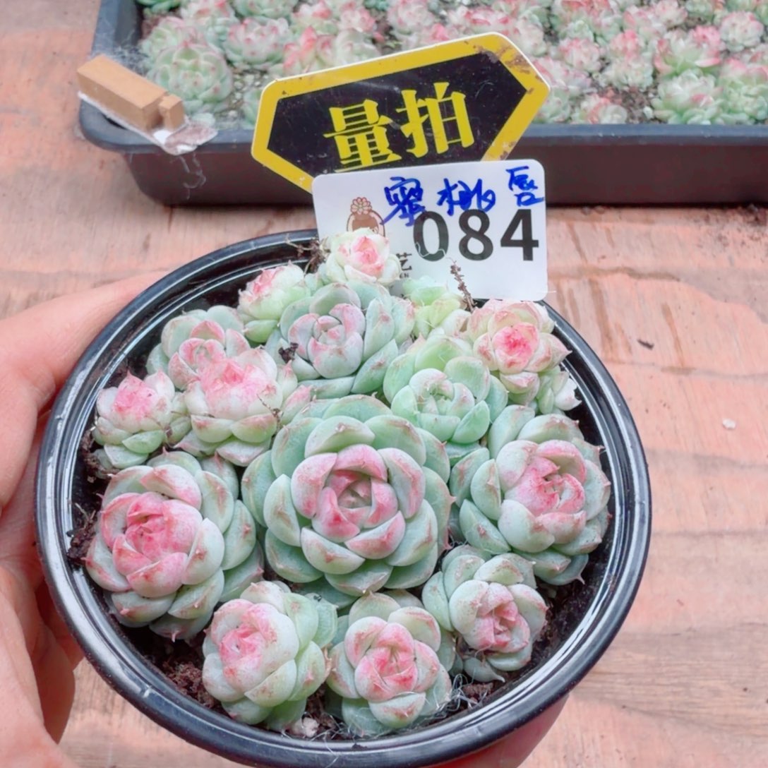 多肉植物多肉植物