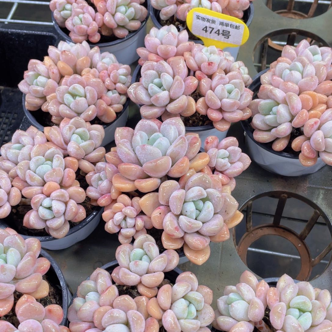 474号 老桩捧花多头白鹭群一个