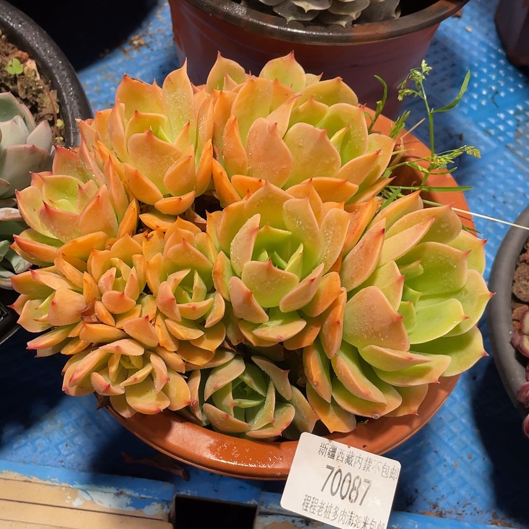 A**子黄玫瑰70087多肉