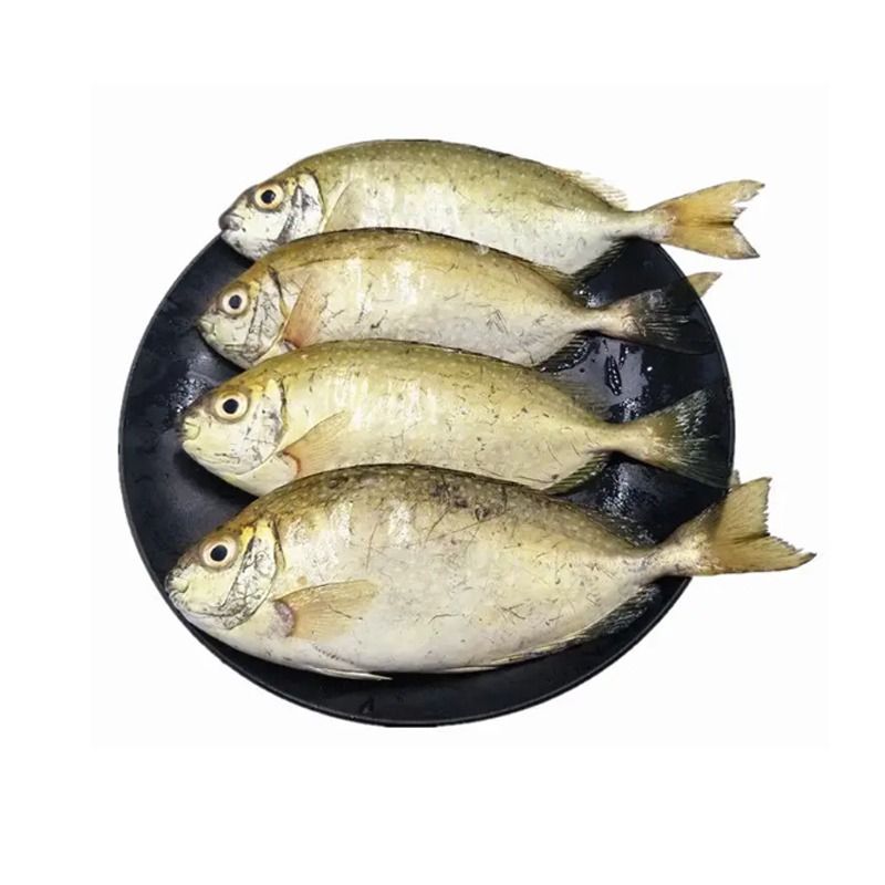 泥猛约500g/份（海水冰鲜）