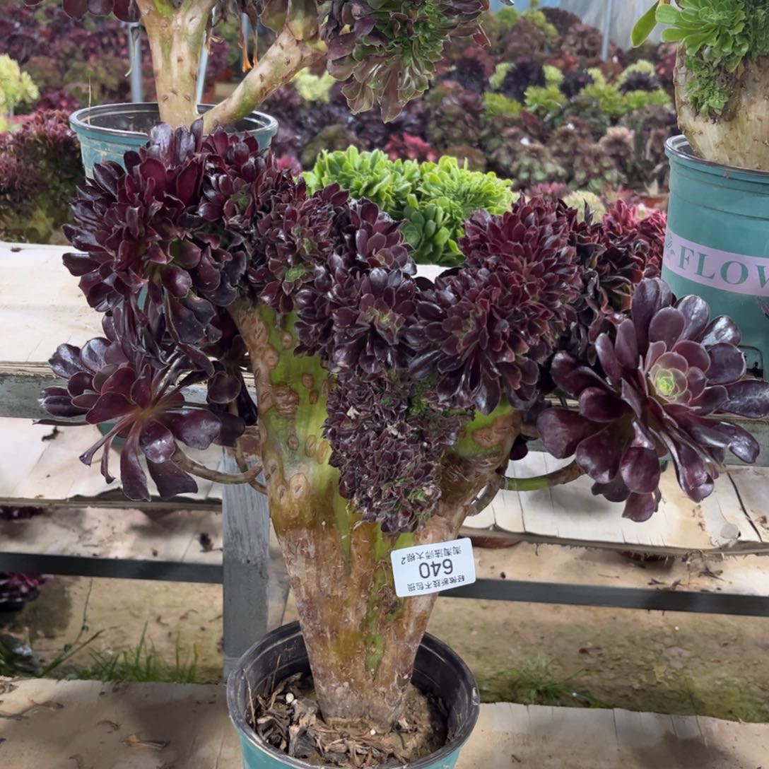 640欧紫缀化多肉植物法师