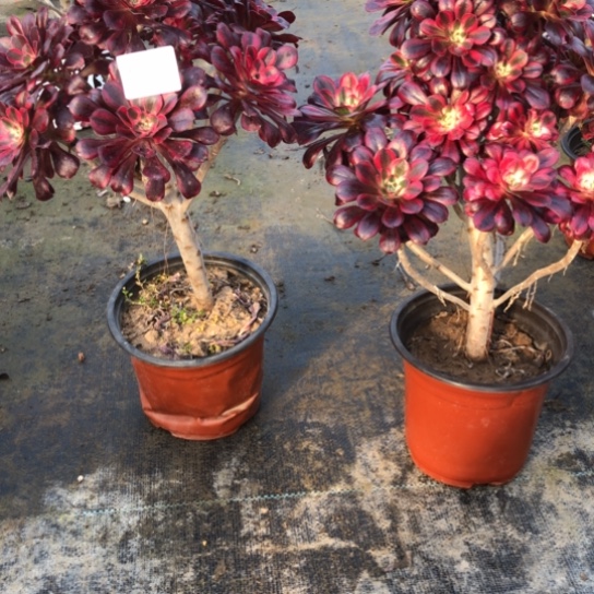 法师多肉植物难*法师834