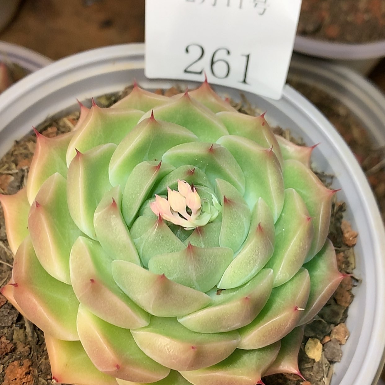 【闪购商品】云261