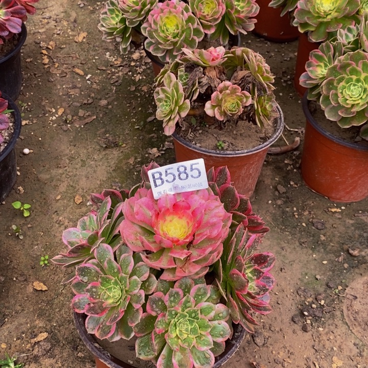 海王585。               
