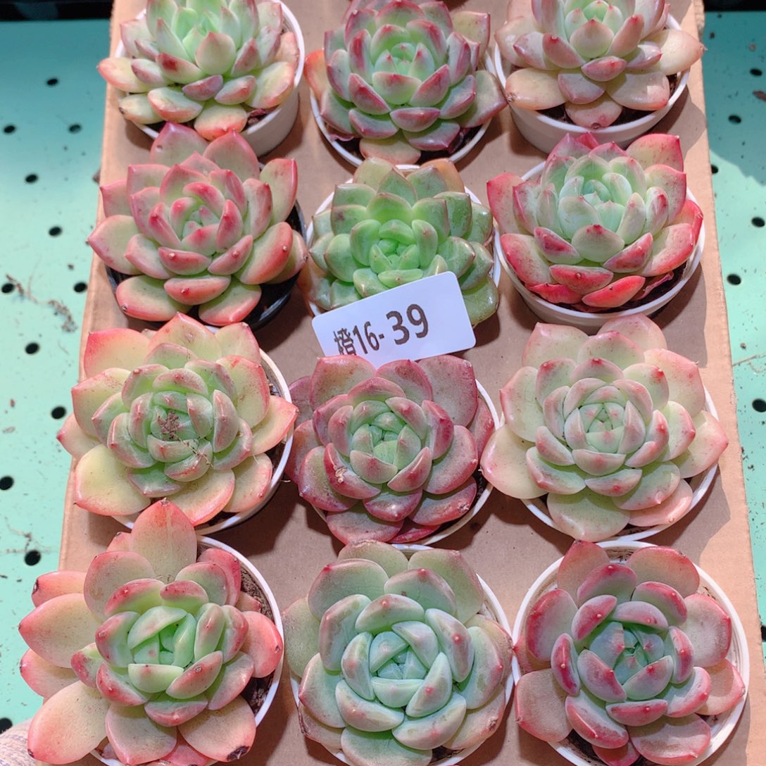 16-39一物一拍多肉带盆18颗