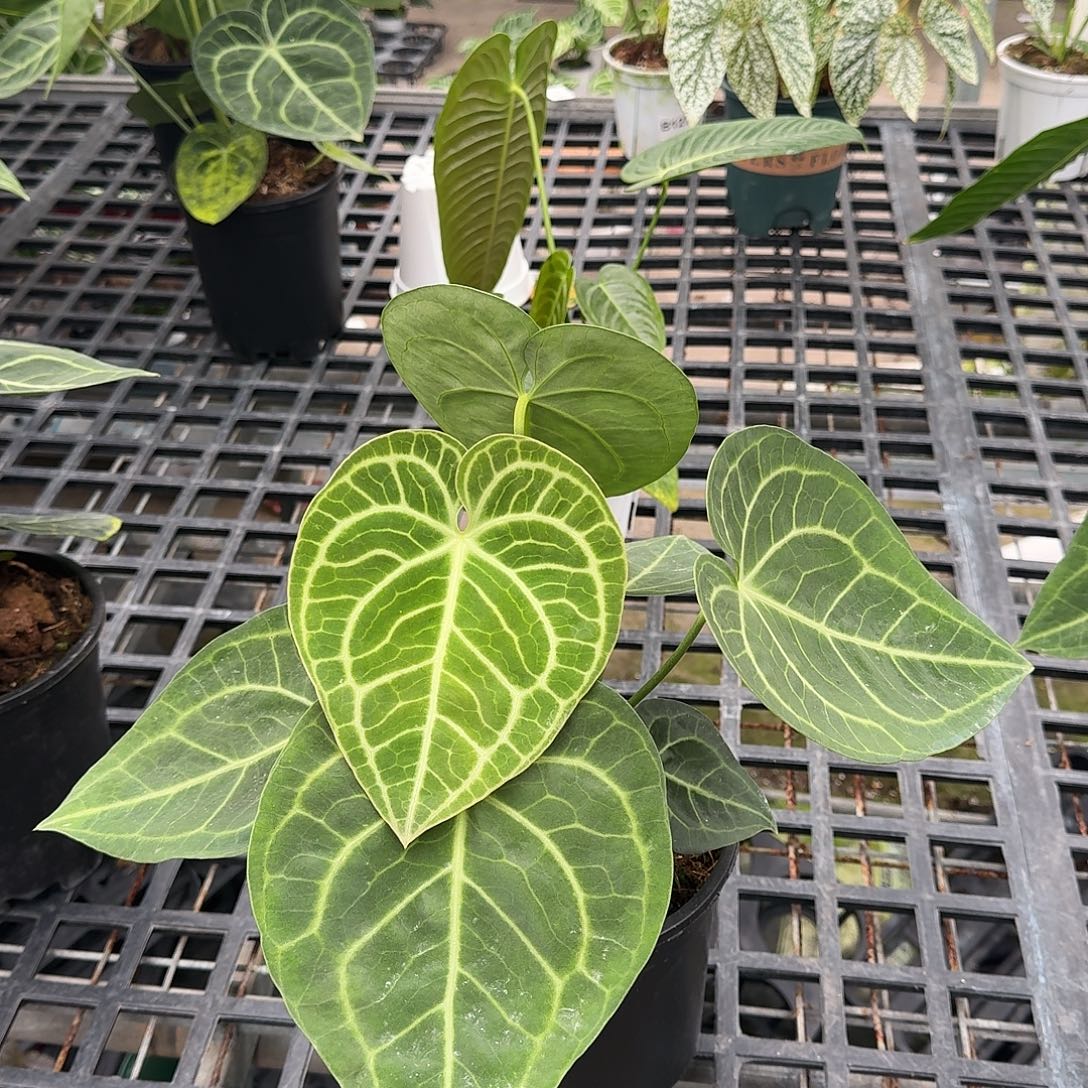 不开花植物荷兰克莱恩可挑