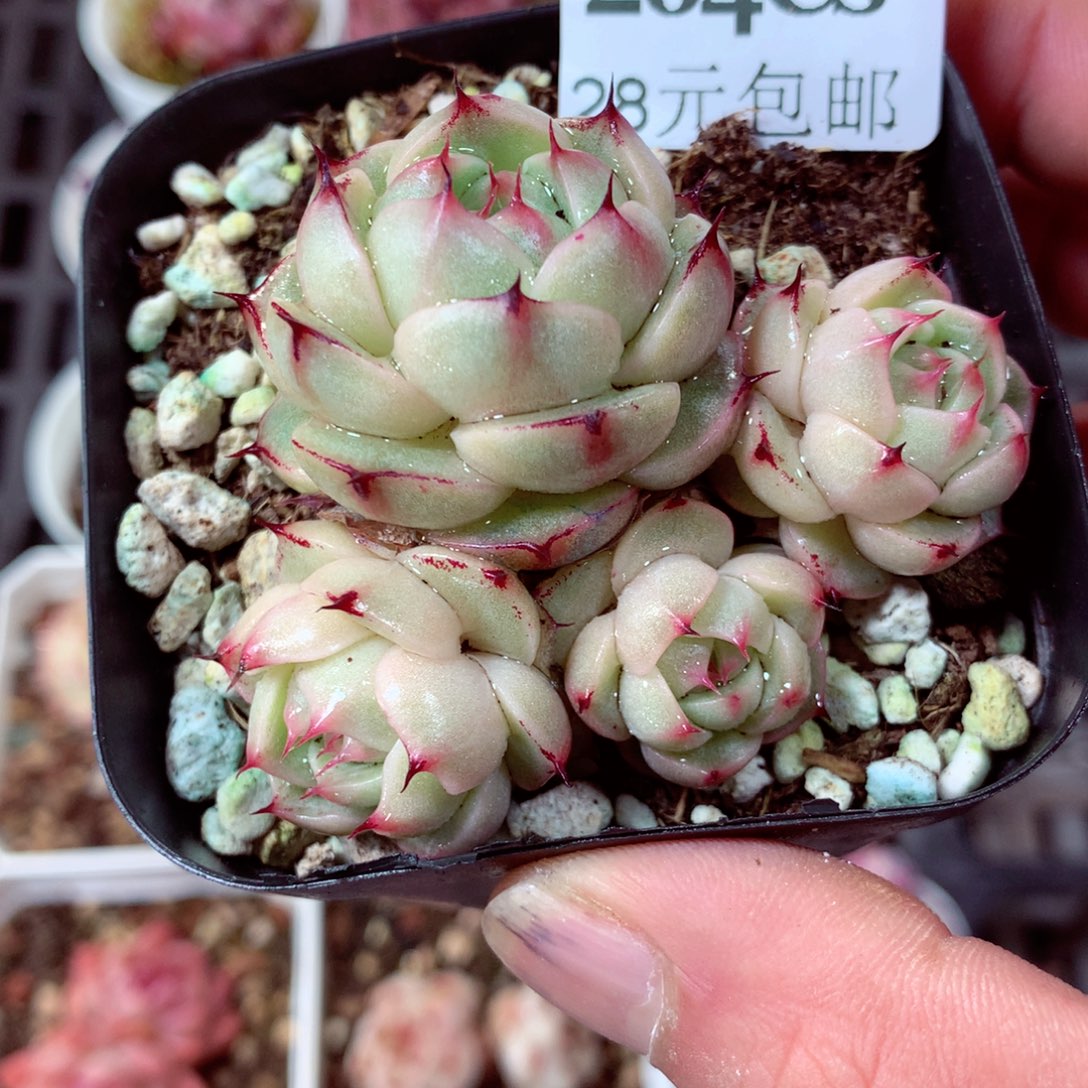 5厘米盆精控多肉264