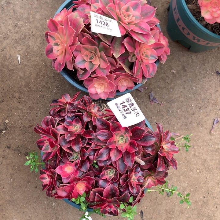 1438.1437多肉两棵包邮