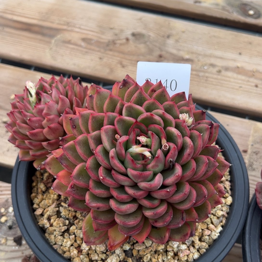 菲**贝3140多肉多多多多多多