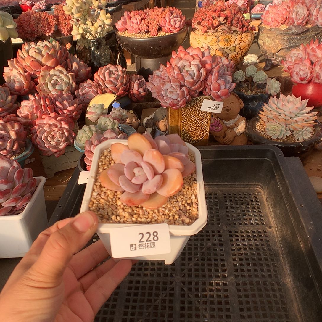 228奶茶多肉植物666