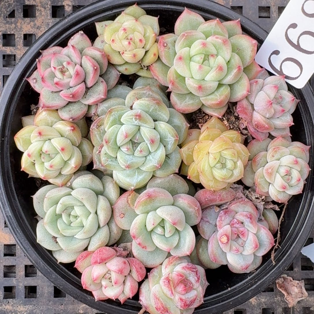 多肉植物多肉植物668