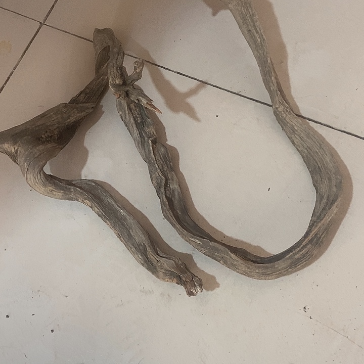 香榧木王****行太行天下第一