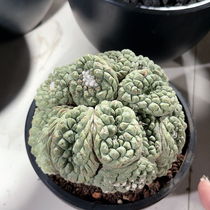 仙人球仙人球开花