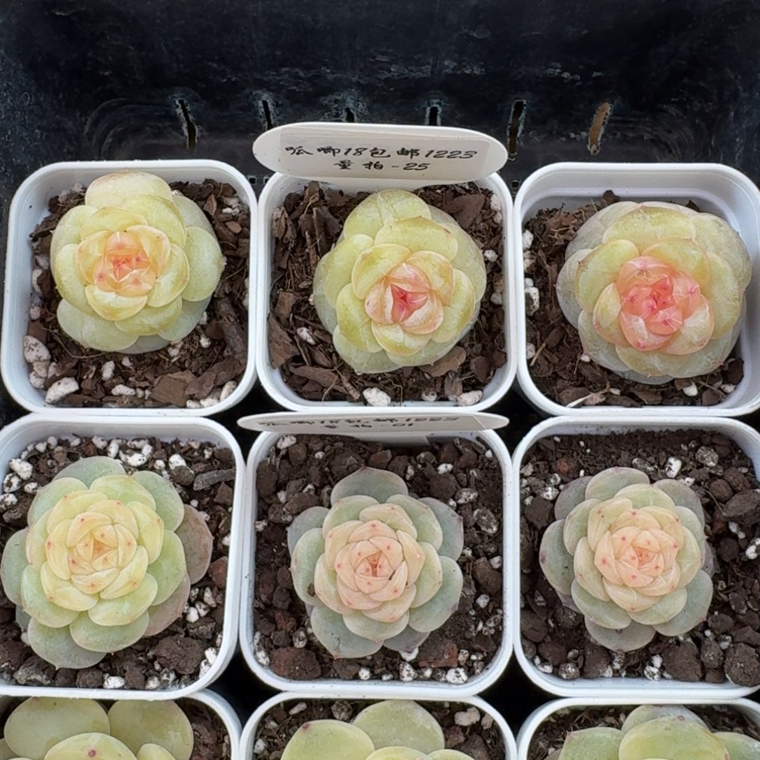 1222-025-露华浓一颗量拍