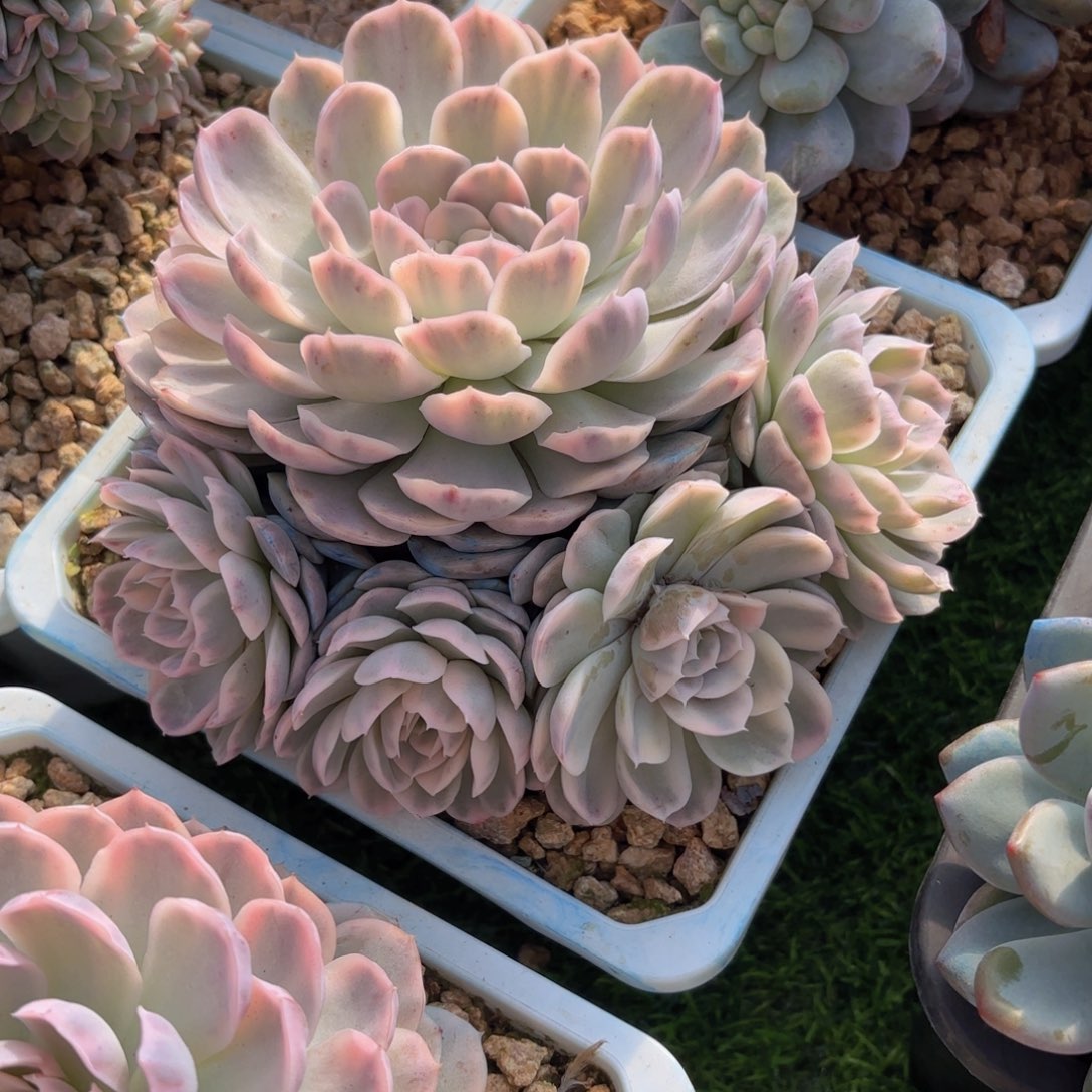 一物一拍，墨西哥雪球锦