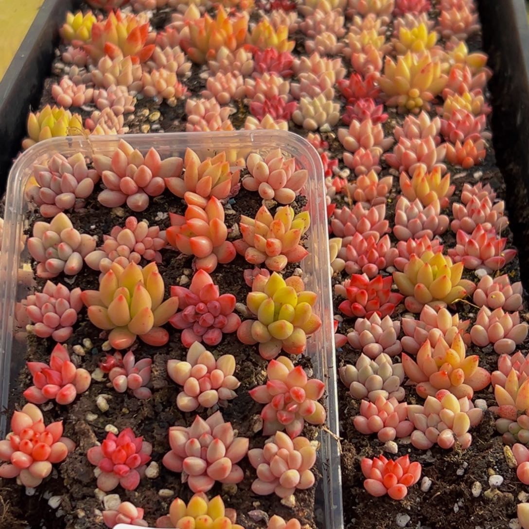 760多肉量拍一盒保底24颗